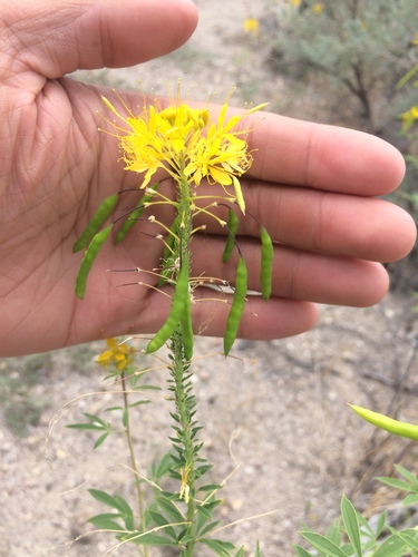 Cleomella lutea (Cleomella lutea)