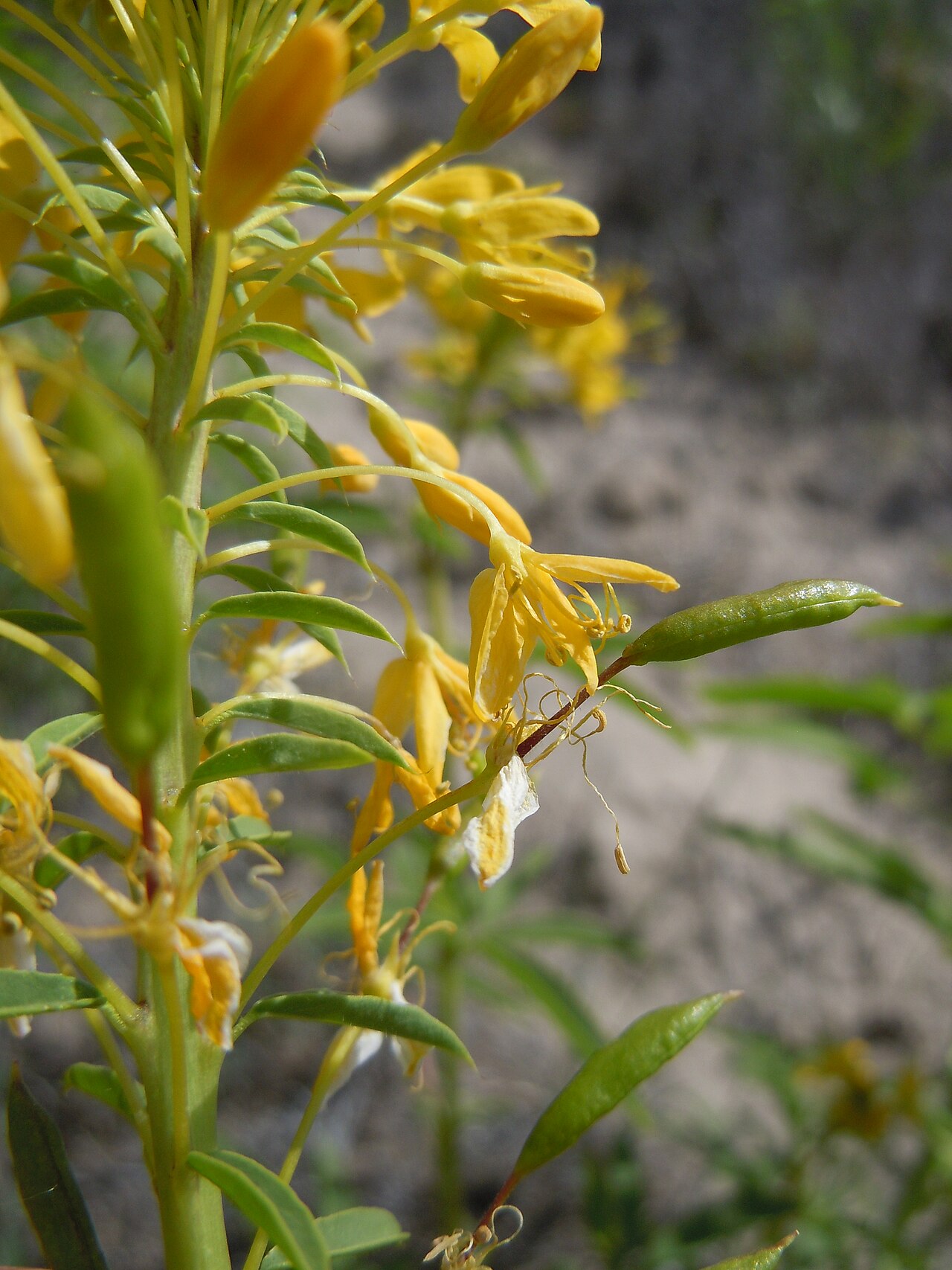 Cleomella lutea: The stipitate ovary is surrounded by 6 radially arranged stamens, four petals, and four sepals.