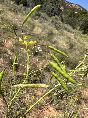 Cleomella lutea (Cleomella lutea)