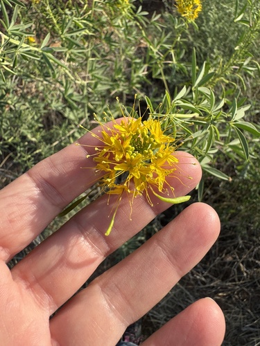 Cleomella lutea (Cleomella lutea)