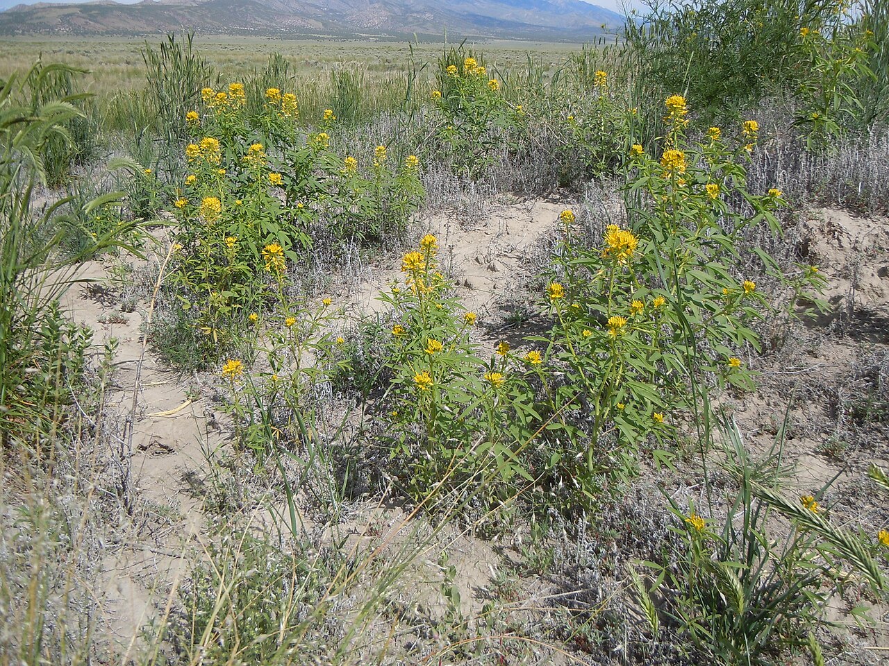 Cleomella lutea: Cleome seems confined to road sides, gullies, and similarly disturbed settings. It is rarely found in undisturbed sagebrush steppe.