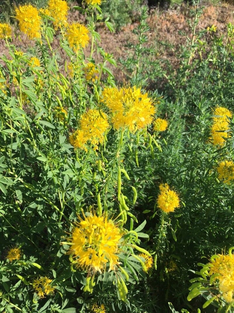 Cleomella lutea (Cleomella lutea)