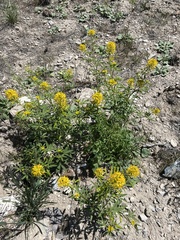 Cleomella lutea (Cleomella lutea)