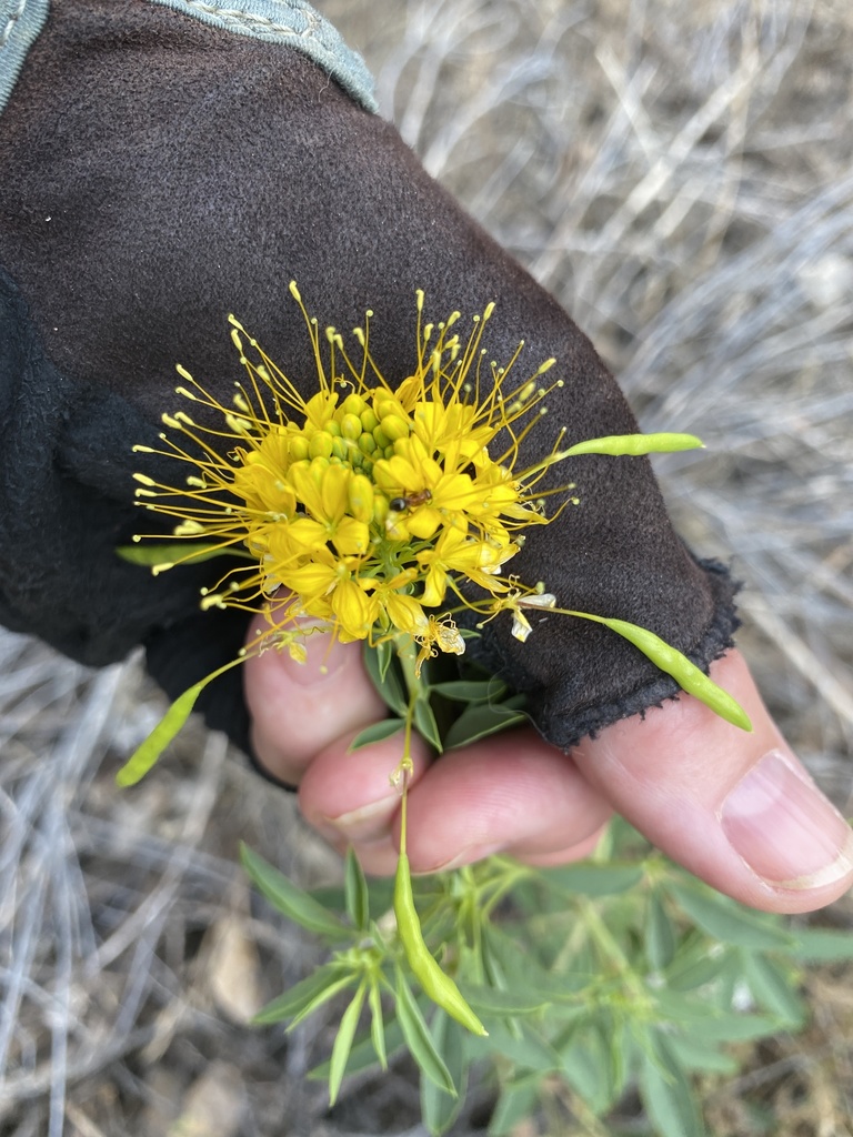 Cleomella lutea (Cleomella lutea)