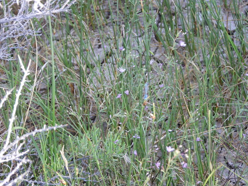 Slender spiderflower (Cleomella multicaulis)