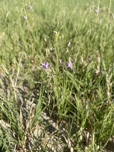 Slender spiderflower (Cleomella multicaulis)