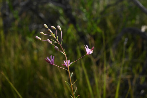 Slender spiderflower (Cleomella multicaulis)