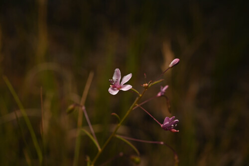 Slender spiderflower (Cleomella multicaulis)