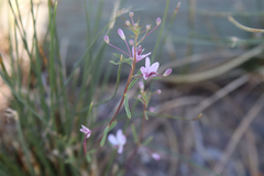 Slender spiderflower (Cleomella multicaulis)