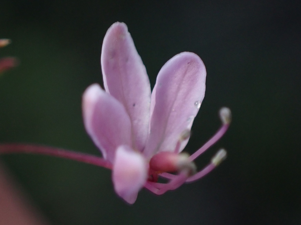 Slender spiderflower (Cleomella multicaulis)