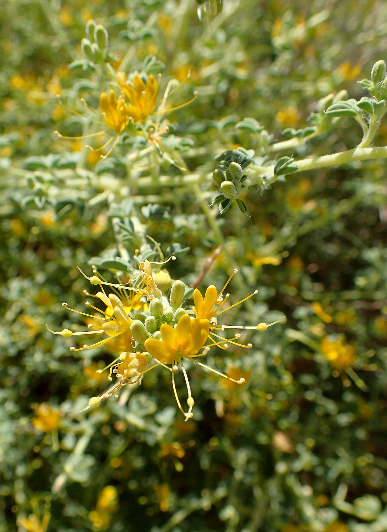 Mojave cleomella: Cleomella obtusifolia, desert 4 km NE from Death Valley Junction, California