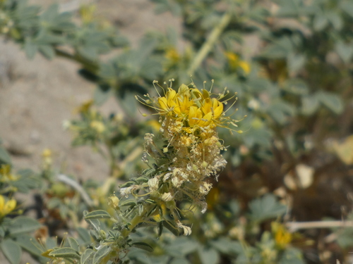 Mojave cleomella (Cleomella obtusifolia)