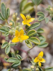Mojave cleomella (Cleomella obtusifolia)