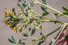 Mojave cleomella (Cleomella obtusifolia)