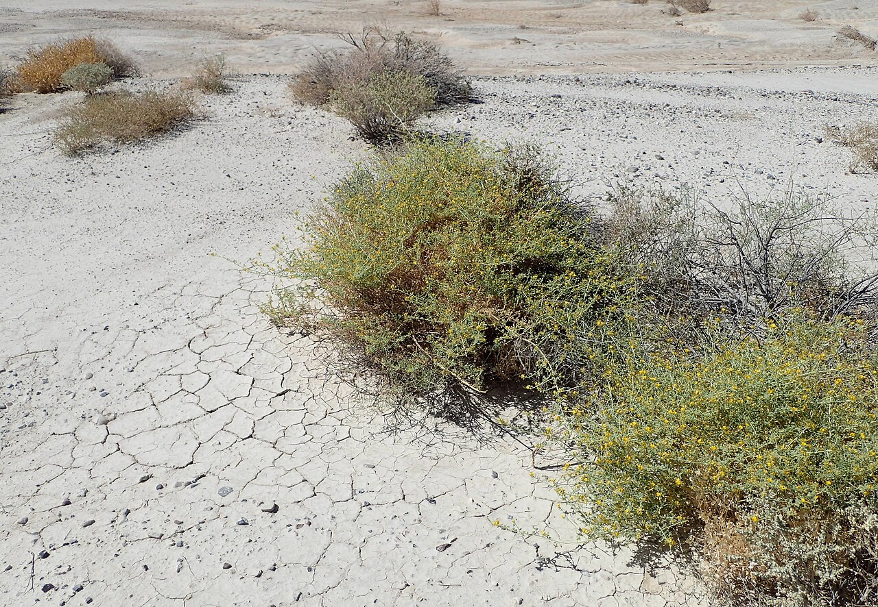 Mojave cleomella: Cleomella obtusifolia, desert 4 km NE from Death Valley Junction, California