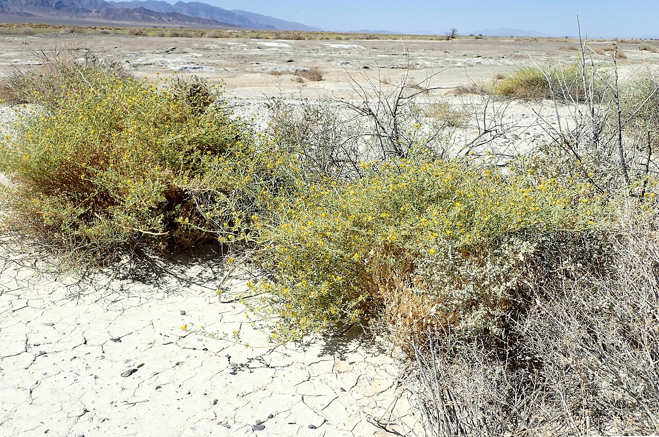 Mojave cleomella: Cleomella obtusifolia, desert 4 km NE from Death Valley Junction, California