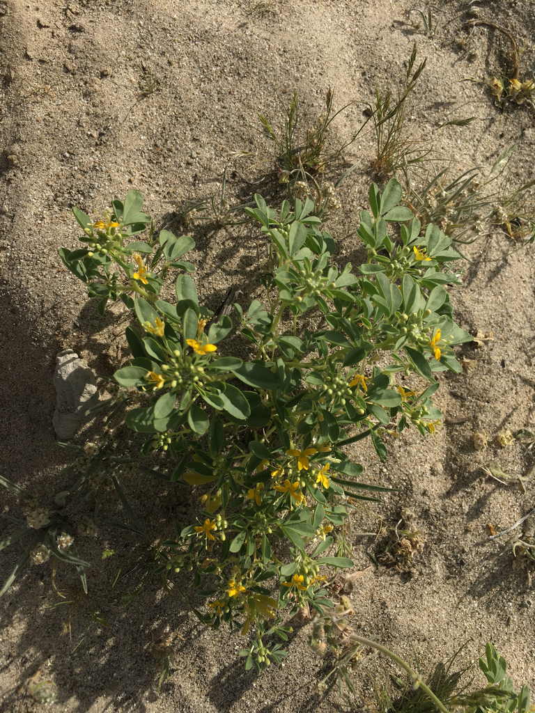 Mojave cleomella (Cleomella obtusifolia)