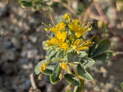 Mojave cleomella (Cleomella obtusifolia)