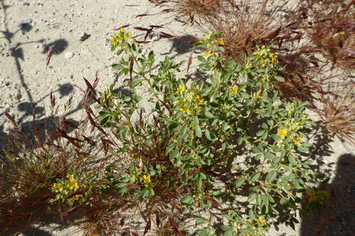 Mojave cleomella (Cleomella obtusifolia)