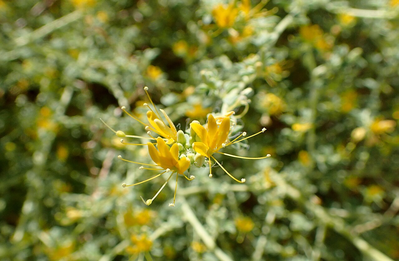 Mojave cleomella: Cleomella obtusifolia, desert 4 km NE from Death Valley Junction, California