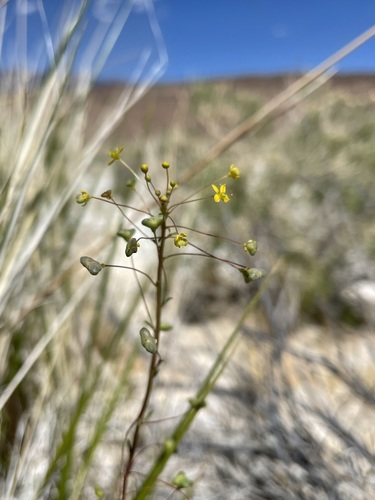 Slender cleomella (Cleomella parviflora)