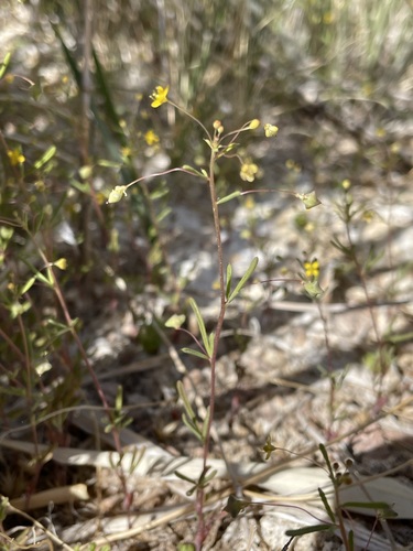 Slender cleomella (Cleomella parviflora)