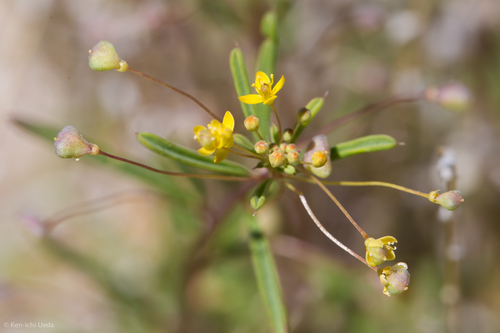 Slender cleomella (Cleomella parviflora)