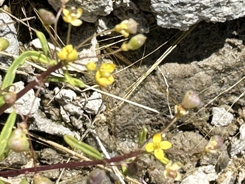Slender cleomella (Cleomella parviflora)