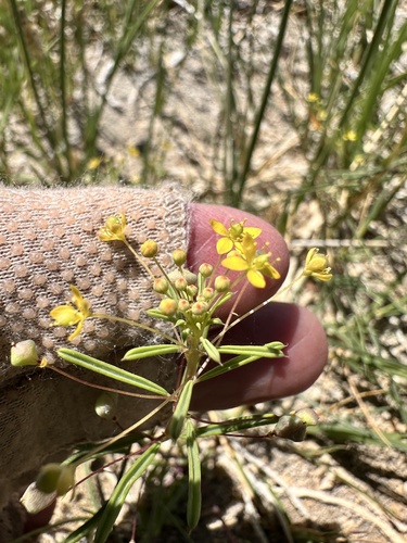 Slender cleomella (Cleomella parviflora)