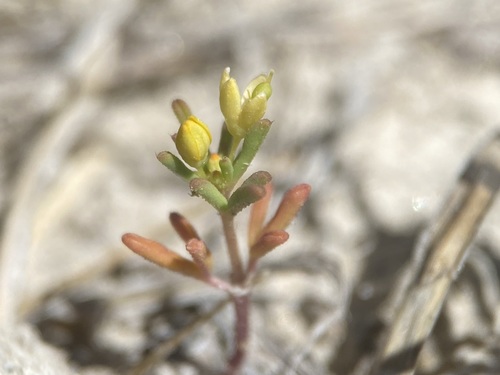 Slender cleomella (Cleomella parviflora)