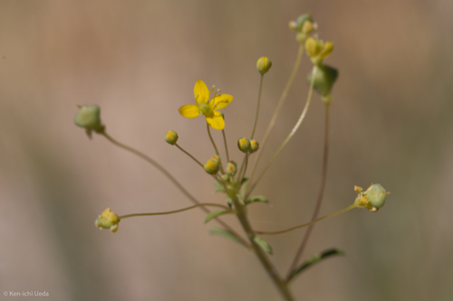 Slender cleomella (Cleomella parviflora)