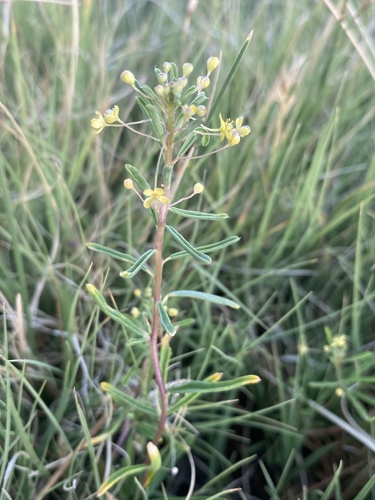 Slender cleomella (Cleomella parviflora)
