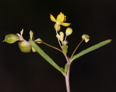 Slender cleomella (Cleomella parviflora)