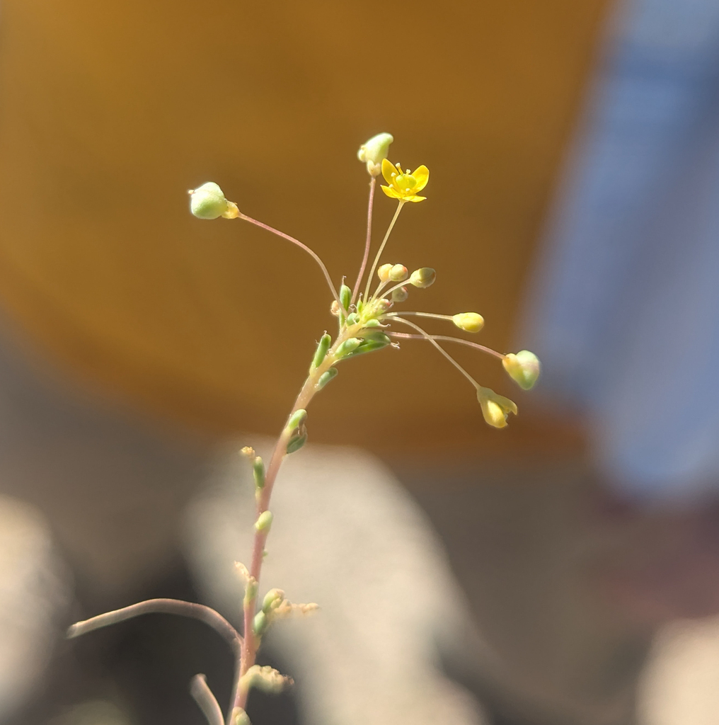 Slender cleomella (Cleomella parviflora)