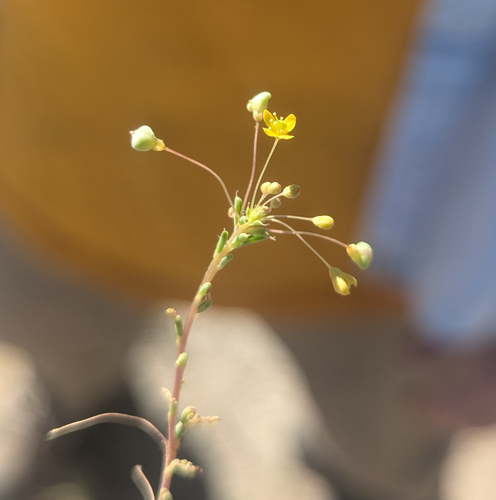 Slender cleomella (Cleomella parviflora)