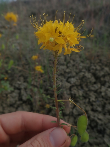 Golden spiderflower (Cleomella platycarpa)
