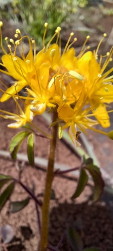 Golden spiderflower (Cleomella platycarpa)