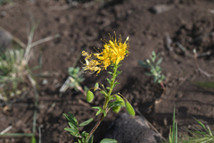 Golden spiderflower (Cleomella platycarpa)