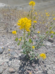 Golden spiderflower (Cleomella platycarpa)