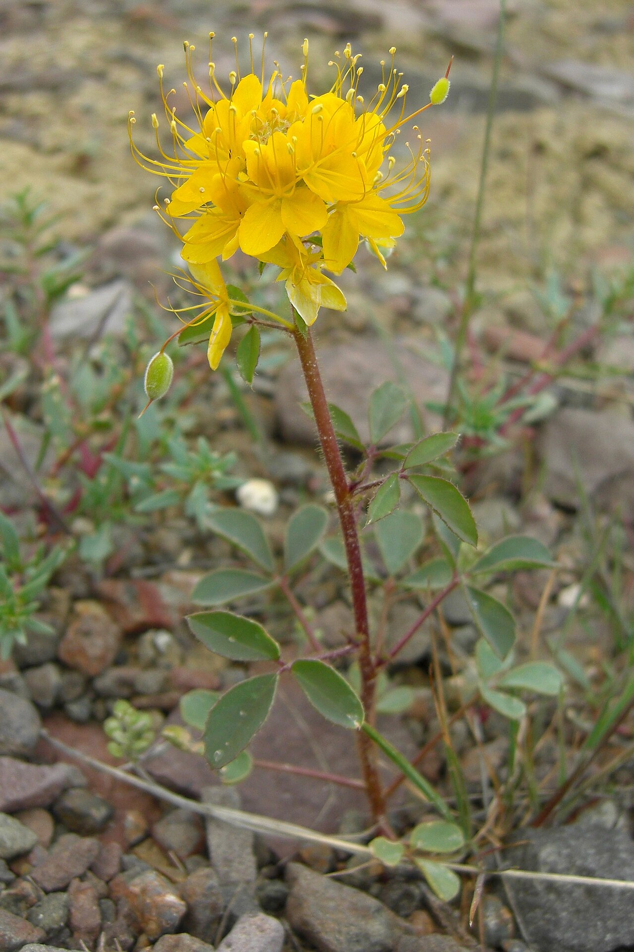Golden spiderflower: Cleome platycarpa Near John Day, OR. 20090502.22