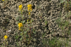 Golden spiderflower (Cleomella platycarpa)