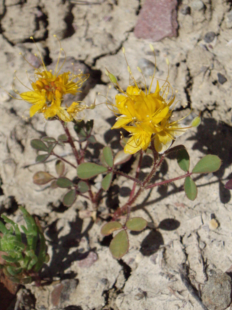 Golden spiderflower (Cleomella platycarpa)