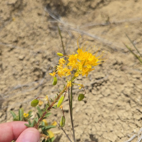 Golden spiderflower (Cleomella platycarpa)