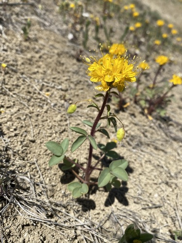 Golden spiderflower (Cleomella platycarpa)