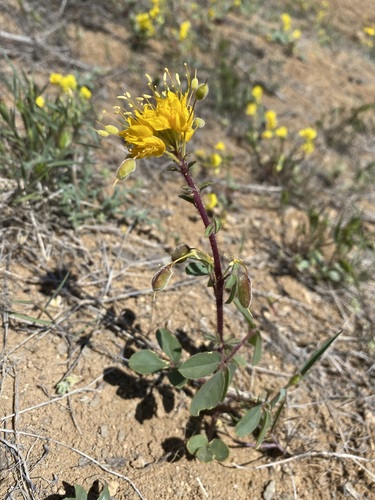 Golden spiderflower (Cleomella platycarpa)