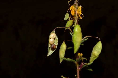 Golden spiderflower (Cleomella platycarpa)