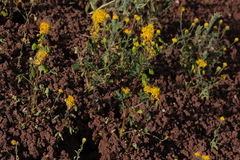 Golden spiderflower (Cleomella platycarpa)