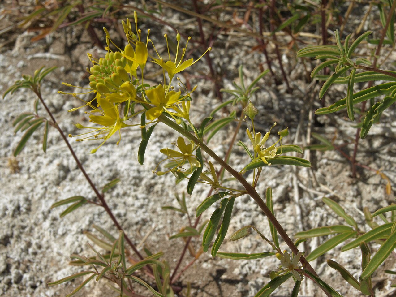 Twisted cleomella: alkali stinkweed, Cleomella plocasperma, White Mountains, elevation 1240 m