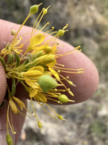 Twisted cleomella (Cleomella plocasperma)