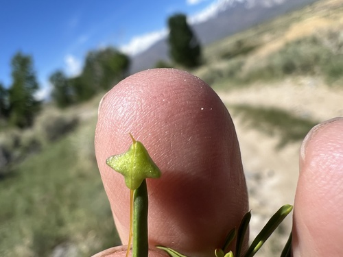 Twisted cleomella (Cleomella plocasperma)